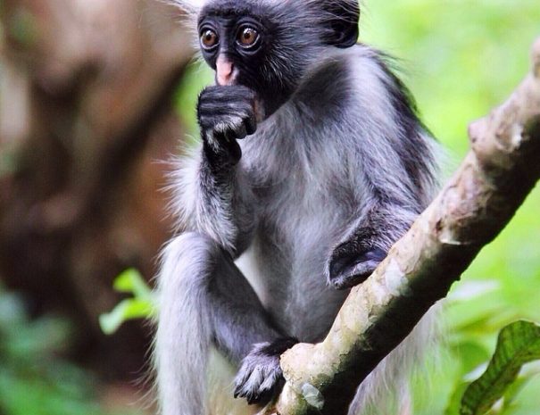 ZANZIBAR GREEN ESCAPES