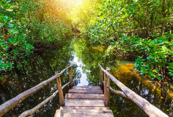Mangrove forest on a sunny day at Jozani Chwaka Bay National Park, Zanzibar, Tanzania