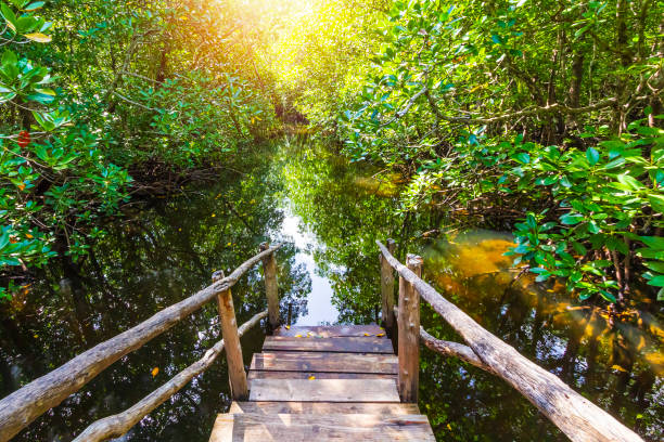 Mangrove forest on a sunny day at Jozani Chwaka Bay National Park, Zanzibar, Tanzania