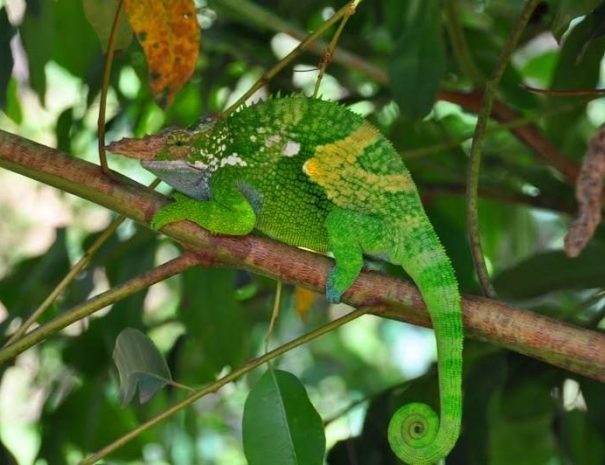 Discover Jozani Forest 3