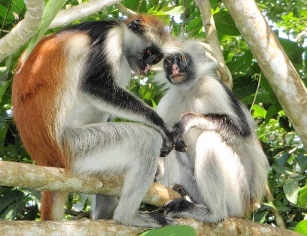 Discover Jozani Forest