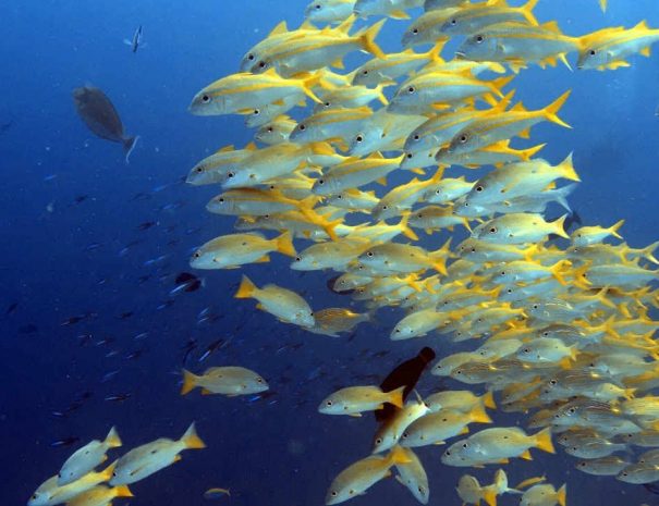 Dive at Mnemba Atoll