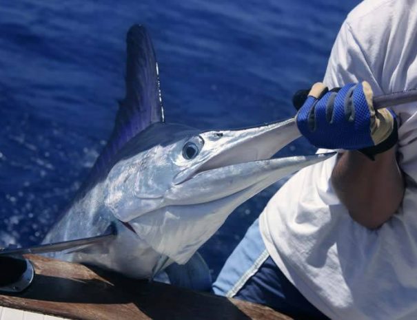 Experience Deep sea fishing