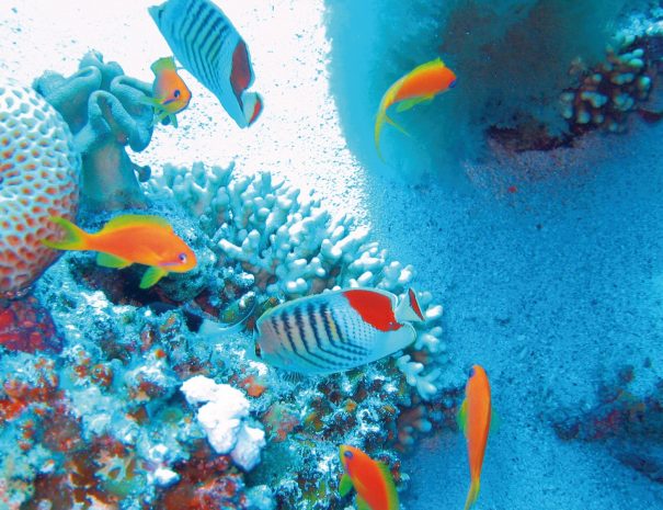 Mnemba Conservation Area Snorkel Tour 3