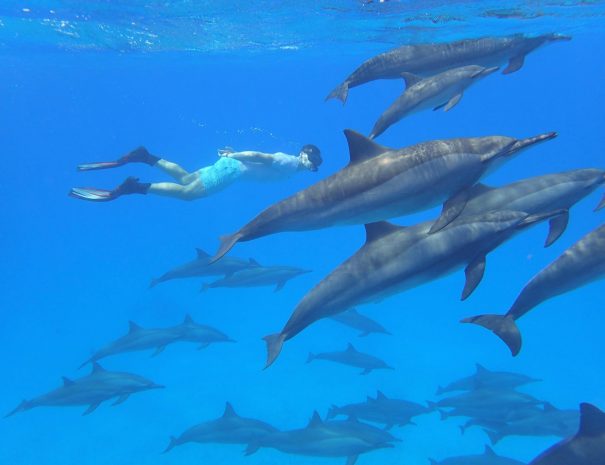 Mnemba Conservation Area Snorkel Tour 4