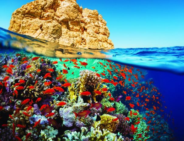 Mnemba Conservation Area Snorkel Tour