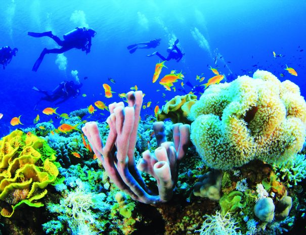 Mnemba Conservation Area Snorkel Tour2