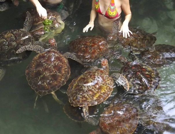 Nungwi Cultural Village Tour 3