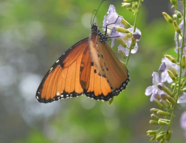 Zanzibar Butterfly Project 3