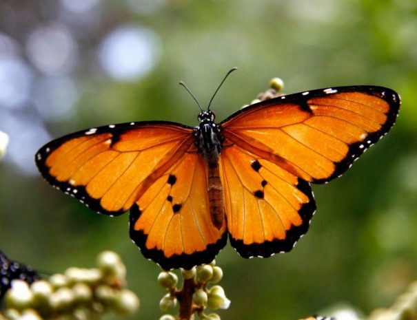 Zanzibar Butterfly Project