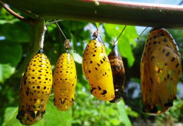 Zanzibar Butterfly Tour