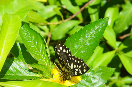 Zanzibar Butterfly Tour3