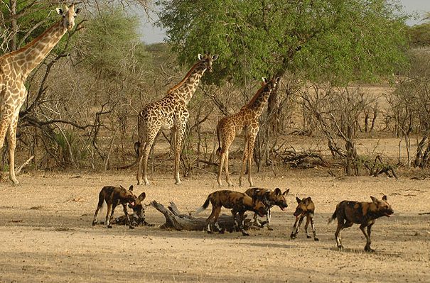 Selous-Game-Reserve 2